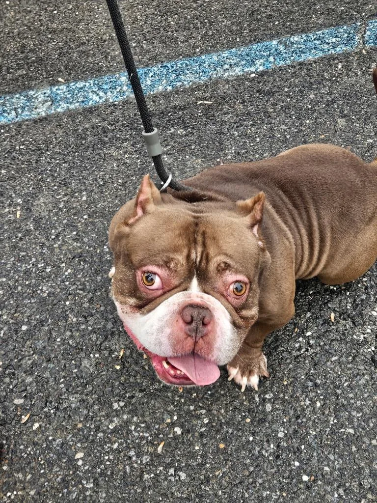 An adult medium-sized male American Bulldog dog named Papa for adoption in Port Jervis, NY
