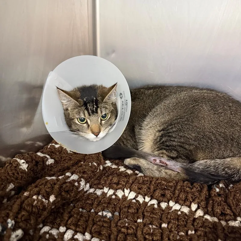 A young large-sized female Brown / Chocolate Domestic Short Hair cat named Lupita for adoption in Idaho Falls, ID