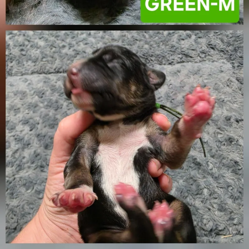 A baby small-sized male Bluetick Coonhound dog named Chibi for adoption in Chesapeake, VA