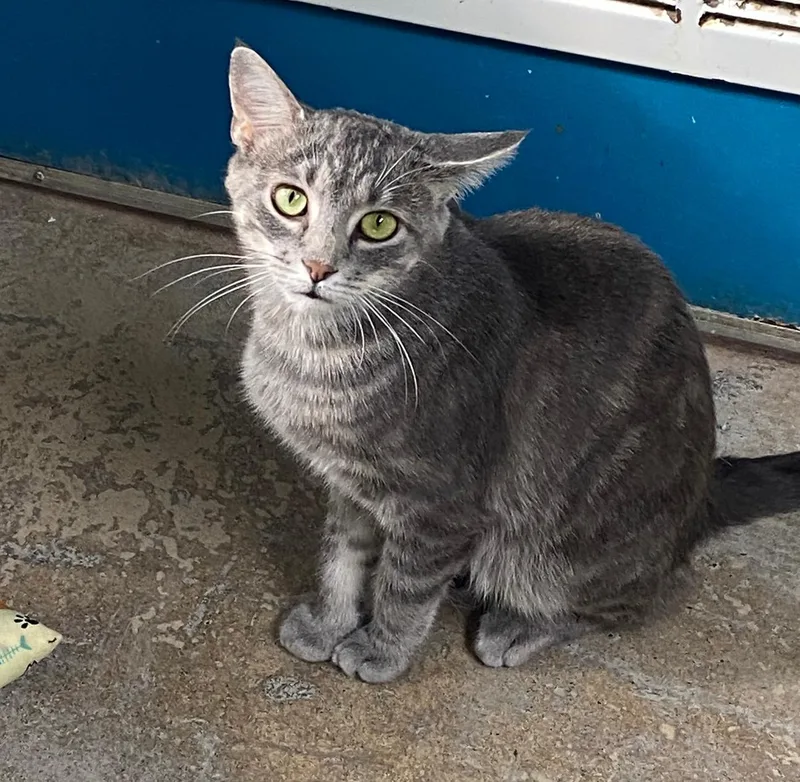 A young medium-sized female Tabby (Gray / Blue / Silver) Tabby cat named London for adoption in New Richmond, WI
