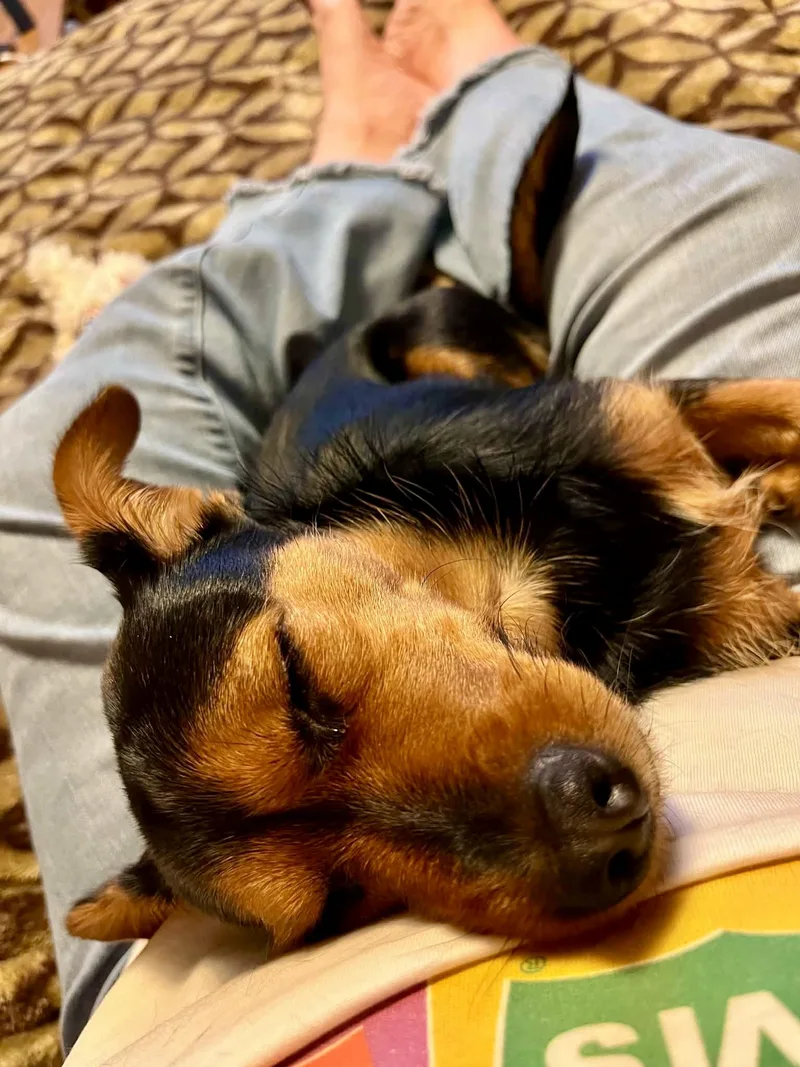 Roxie thumbnail 3