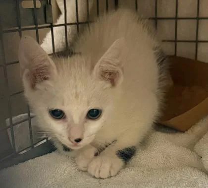 A baby small-sized male Domestic Short Hair cat named Gran Turismo for adoption in Honolulu, HI