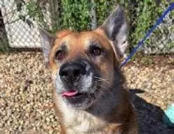 An adult large-sized male Yellow / Tan / Blond / Fawn Shepherd dog named Fritz for adoption in Sudbury, MA