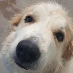 An adult extra large-sized female White / Cream Great Pyrenees dog named Luna for adoption in Green Valley, AZ