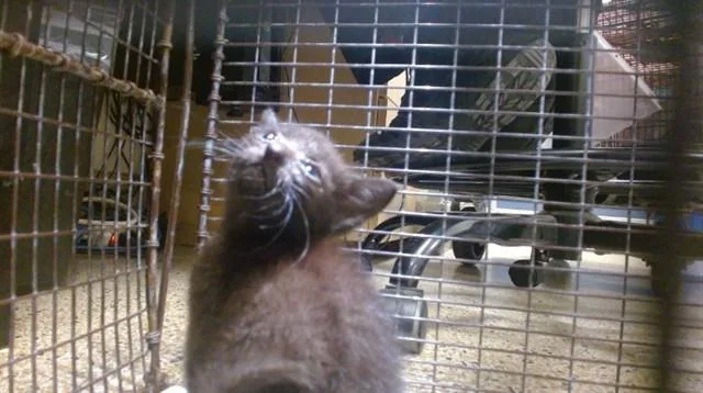 A baby small-sized male Domestic Short Hair cat named Frank for adoption in Miami, FL
