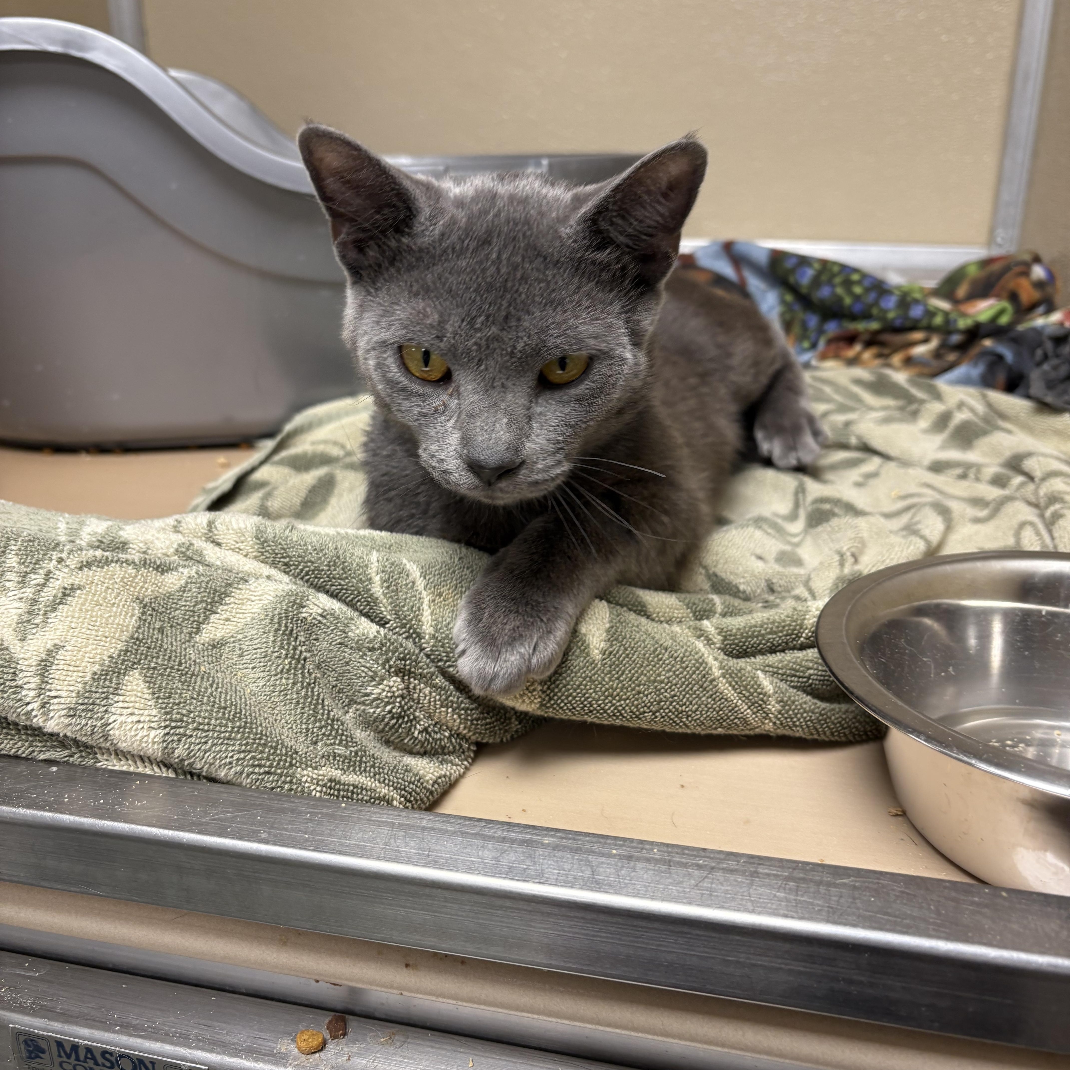 A young medium-sized male Gray / Blue / Silver Domestic Short Hair cat named Oakie for adoption in Saltville, VA