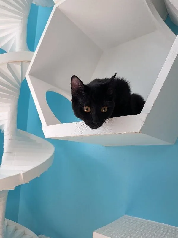 A young medium-sized male Black Domestic Short Hair cat named Sam for adoption in Marietta, GA