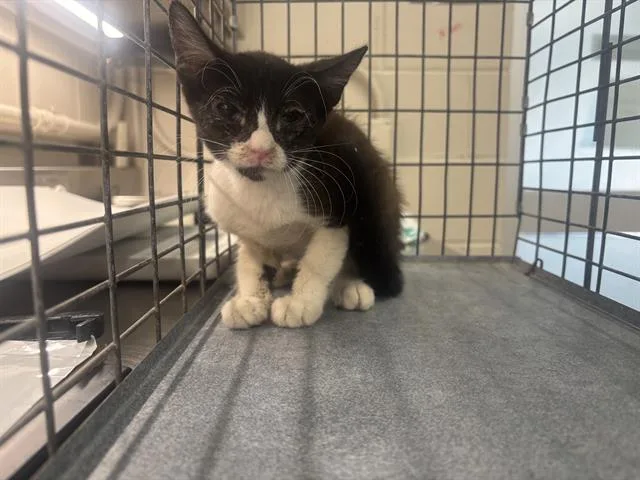 A baby small-sized female Domestic Short Hair cat named A for adoption in Grand Prairie, TX