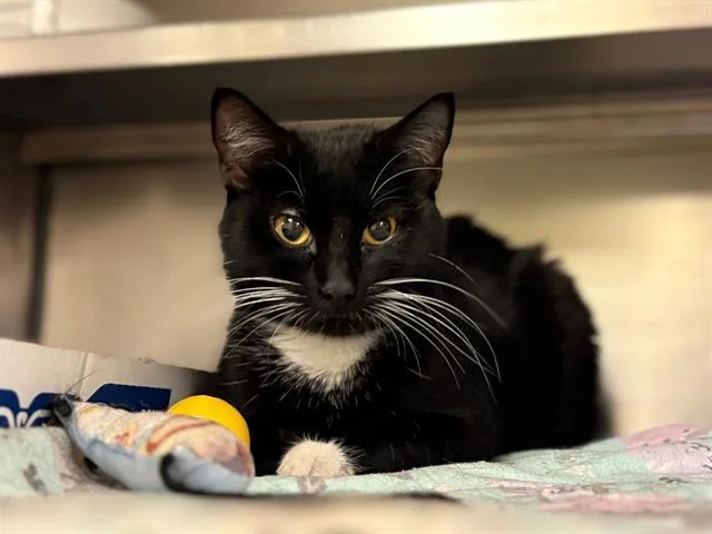 A young small-sized female Domestic Short Hair cat named Helen for adoption in Fort Wayne, IN