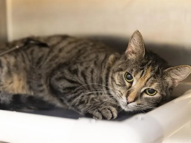An adult small-sized female Domestic Short Hair cat named Marinara for adoption in Phoenix, AZ