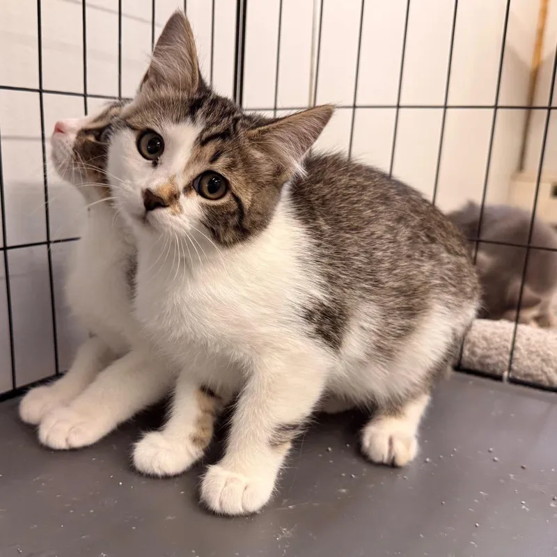 A baby small-sized female Brown / Chocolate Domestic Short Hair cat named Taco for adoption in Rangely, CO