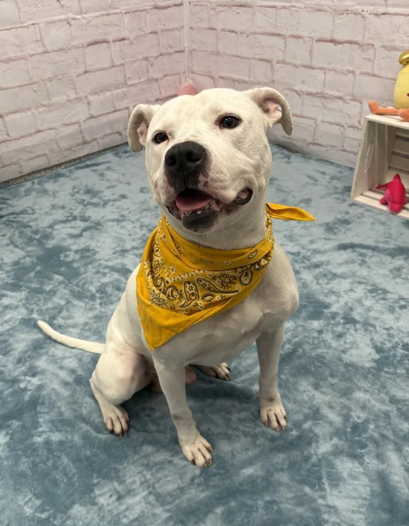 An adult medium-sized male American Bulldog dog named Gumble Bumble for adoption in Detroit, MI
