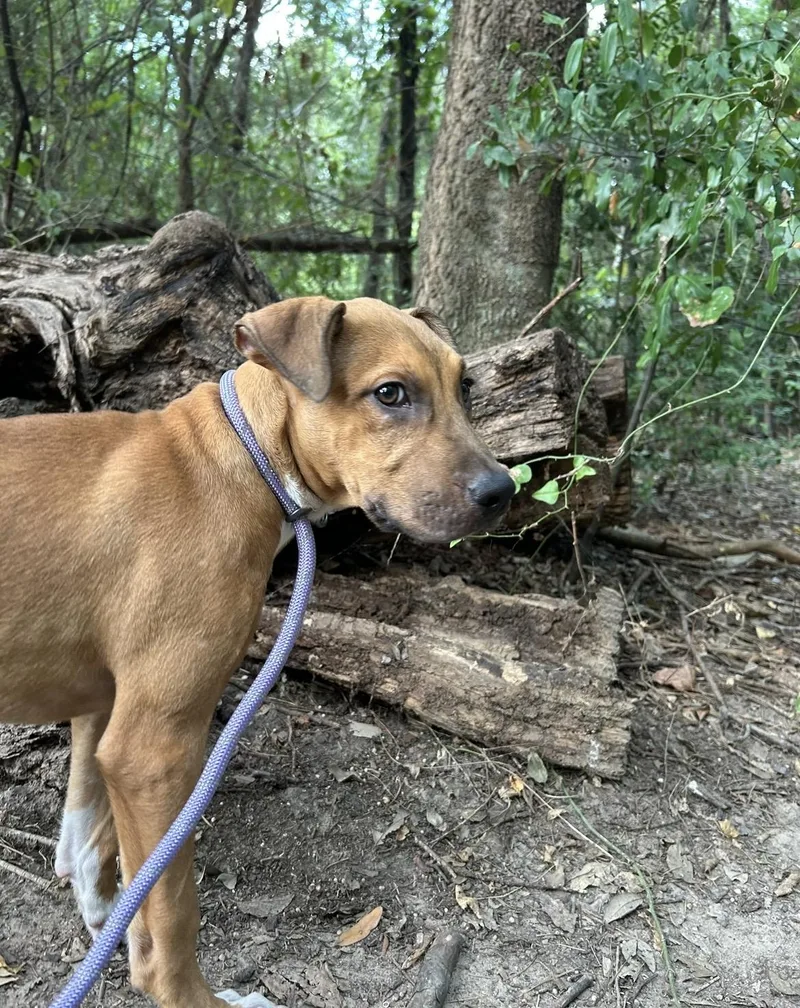 A baby medium-sized male Brown / Chocolate Black Mouth Cur dog named Espresso for adoption in South Houston, TX