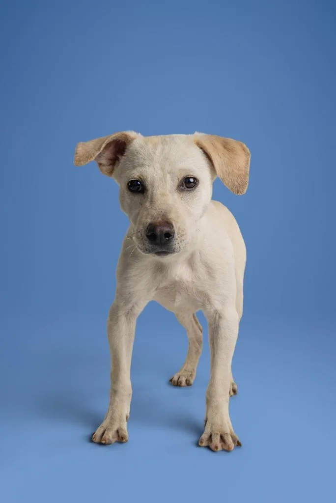A young medium-sized female Labrador Retriever dog named Kimmy for adoption in Tyler, TX