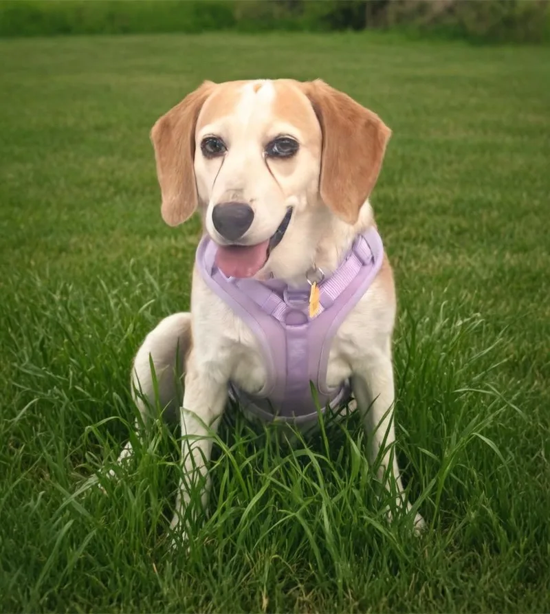 Bailey