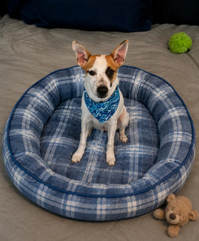 A young medium-sized male Smooth Fox Terrier dog named Huckleberry for adoption in Mount Laurel, NJ