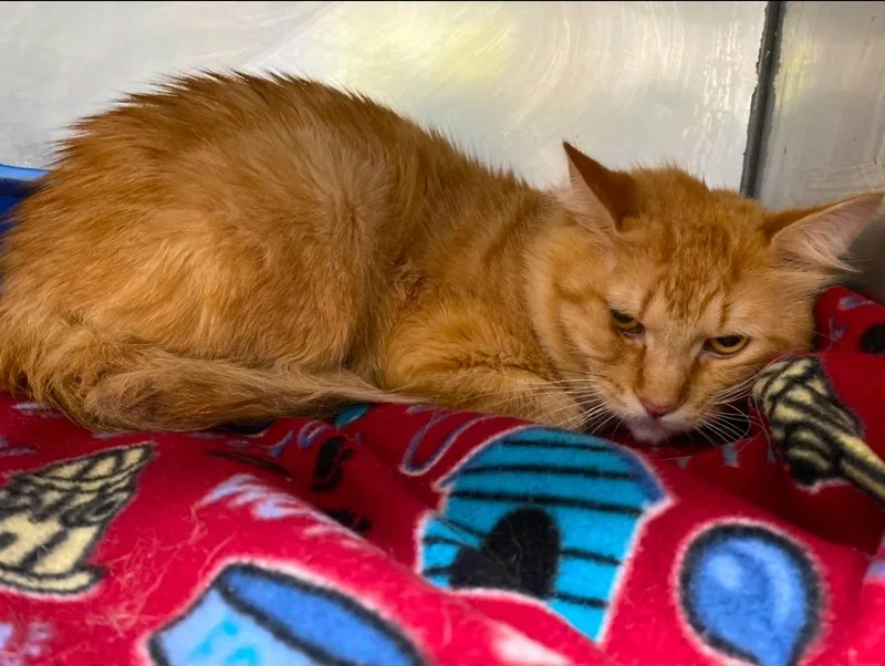 A young medium-sized male Domestic Medium Hair cat named Tigger for adoption in Wabash, IN