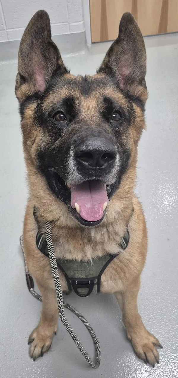 An adult large-sized male German Shepherd Dog dog named Pen for adoption in Lawrenceville, GA