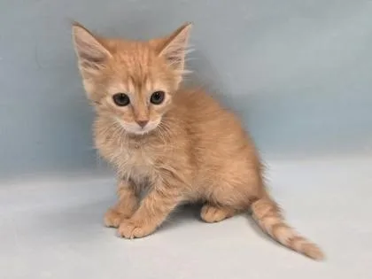 A baby small-sized female Domestic Short Hair cat named Yam for adoption in Coon Rapids, MN