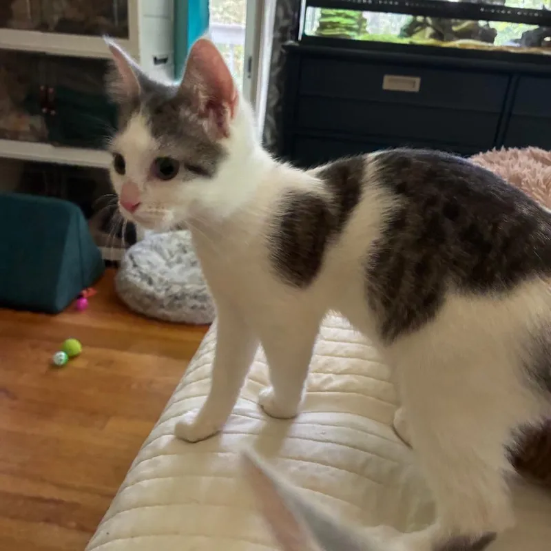A baby small-sized female White Domestic Short Hair cat named Anais for adoption in Mebane, NC