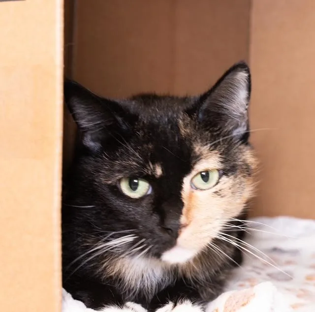 An adult medium-sized female Domestic Short Hair cat named Lucy for adoption in Boston, MA