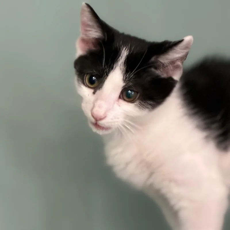 A baby small-sized male White Domestic Short Hair cat named Houdini for adoption in South Elgin, IL