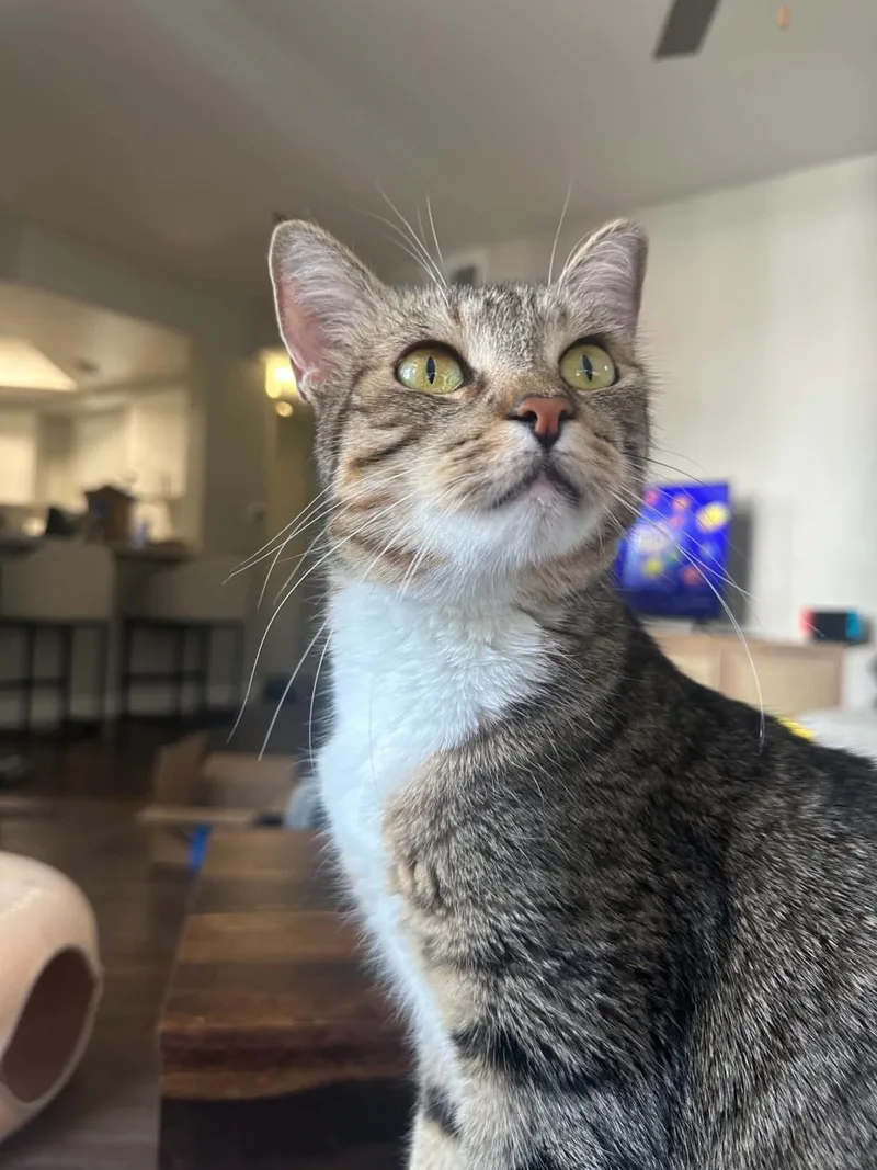 An adult medium-sized female Brown / Chocolate Domestic Short Hair cat named Ali Bell for adoption in Chandler, AZ