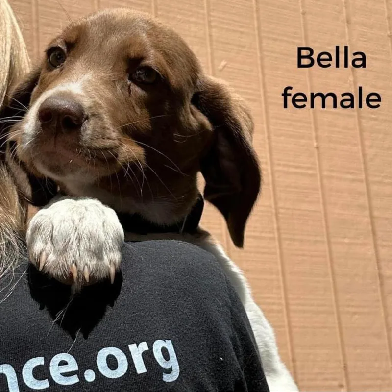 An adult small-sized female Mixed Breed dog named Miley for adoption in Edwardsville, IL