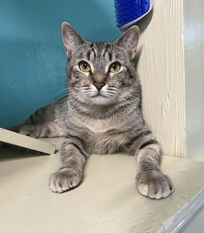 An adult medium-sized female Domestic Short Hair cat named Stormy for adoption in Key West, FL