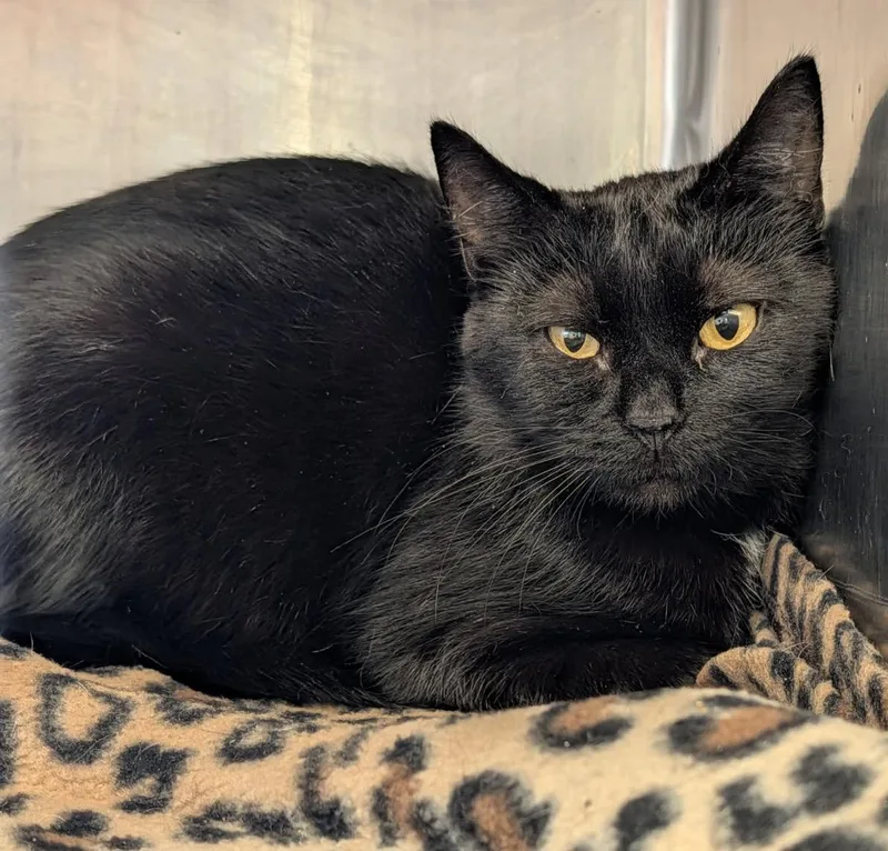 An adult medium-sized female Black Domestic Short Hair cat named Cream Puff for adoption in Marietta, OH