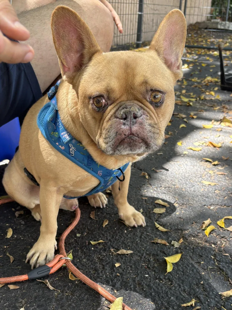 An adult medium-sized male French Bulldog dog named Cuba for adoption in Margate, FL