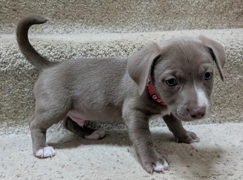 A baby medium-sized male Gray / Blue / Silver Chihuahua dog named Rio for adoption in Clatskanie, OR