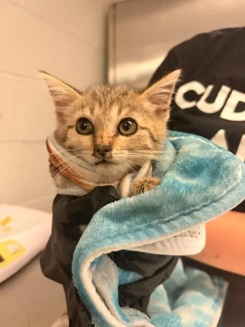 A young small-sized female Domestic Short Hair cat named January for adoption in Cincinnati, OH
