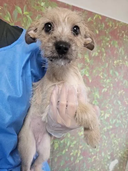 A young small-sized female Terrier dog named Mushroom for adoption in San Antonio, TX