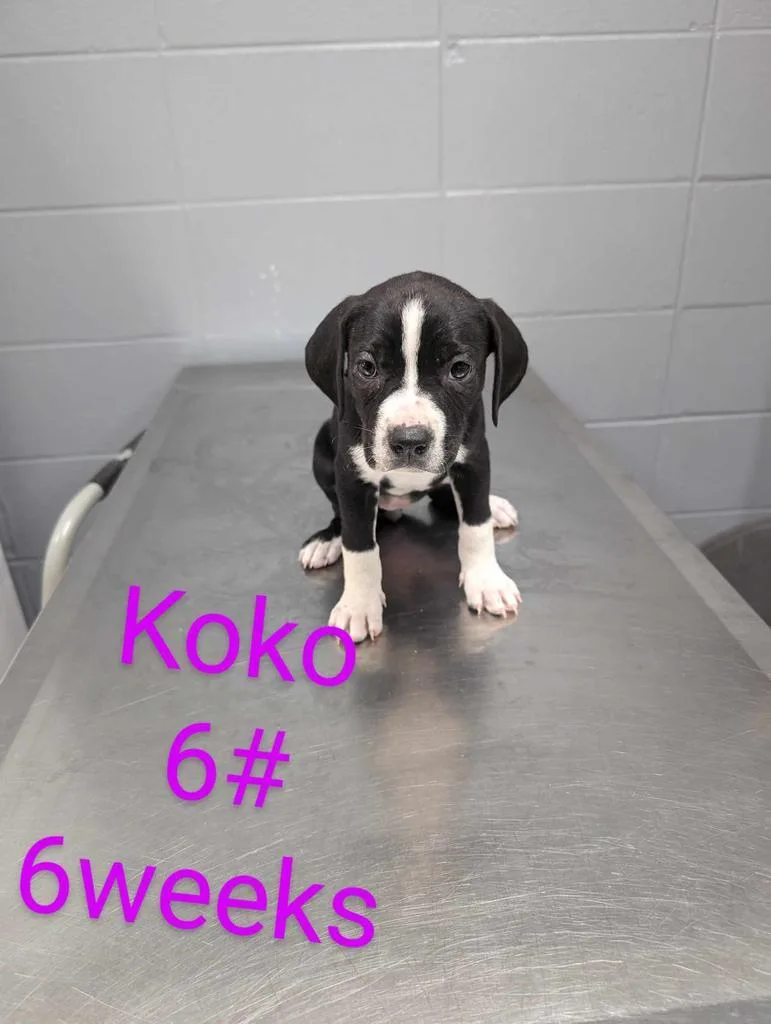 A young medium-sized female Labrador Retriever dog named Koko for adoption in Livingston, LA