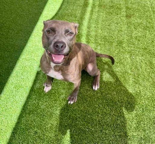 An adult medium-sized female Pit Bull Terrier dog named Aguas Frescas for adoption in Garland, TX