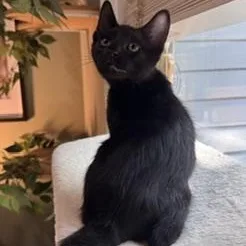 A baby medium-sized male Black Domestic Short Hair cat named Grandpa for adoption in Southern Pines, NC