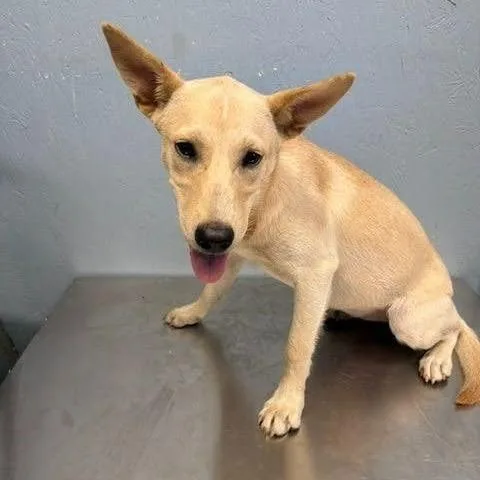 A young medium-sized female Yellow / Tan / Blond / Fawn Feist dog named Lucy Lou for adoption in Novelty, OH