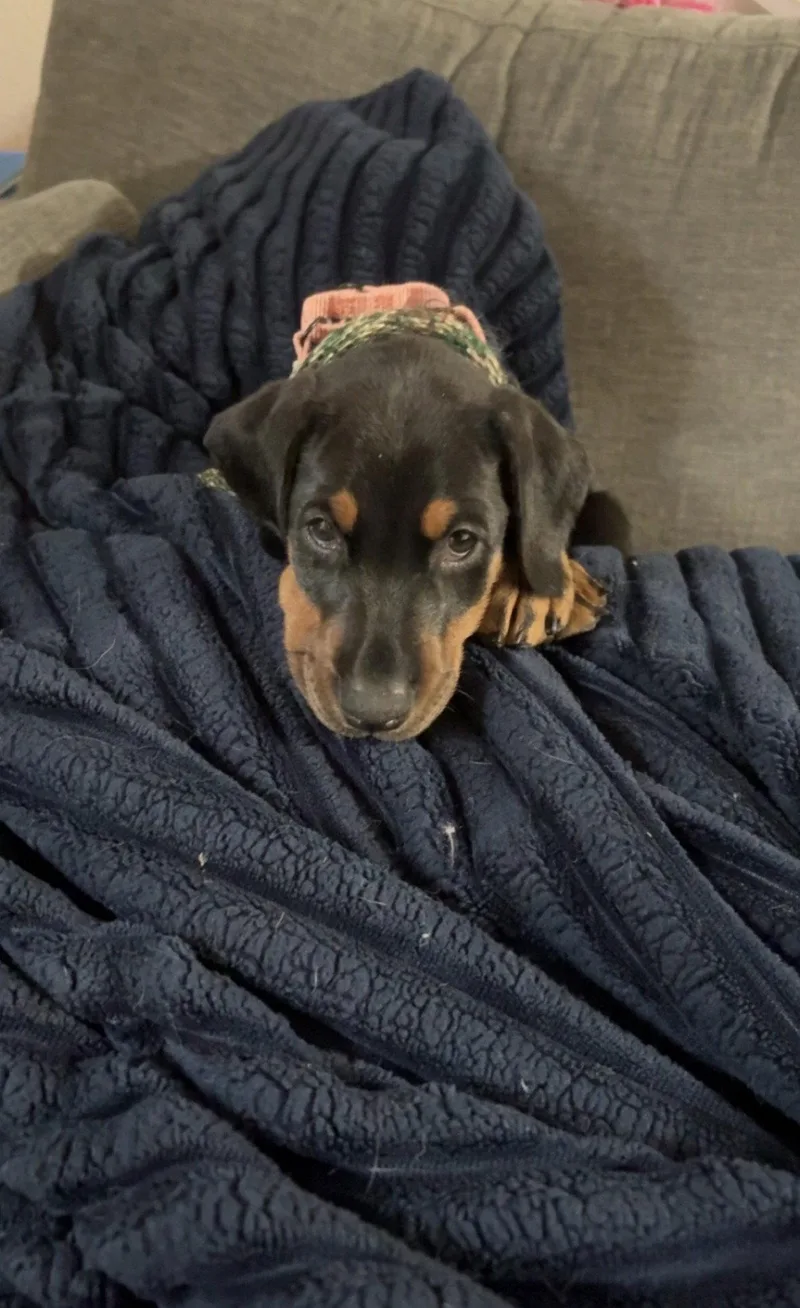 A baby large-sized female Doberman Pinscher dog named Raven for adoption in Bothell, WA