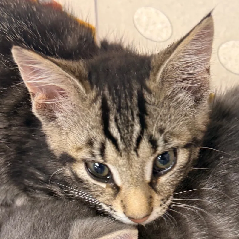 A baby small-sized male Brown / Chocolate Domestic Short Hair cat named Mario for adoption in Evansville, IN