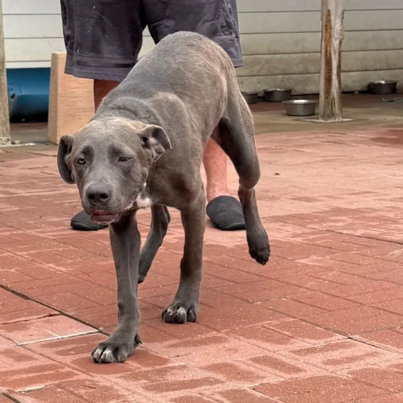 A baby large-sized female Great Dane dog named Luna for adoption in Spring, TX