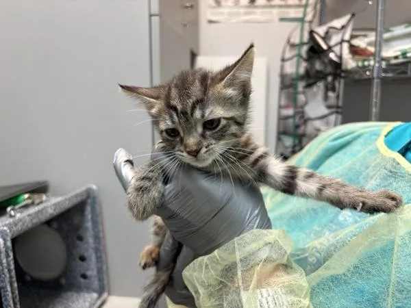 A baby small-sized female Domestic Short Hair cat named Mellar for adoption in New York, NY