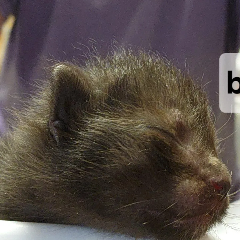A baby small-sized female Black Domestic Short Hair cat named BFlorence for adoption in Arizona City, AZ