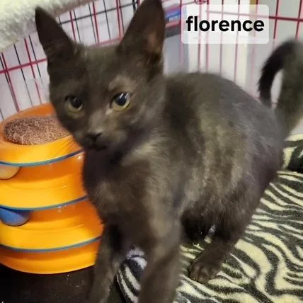 BFlorence thumbnail 2