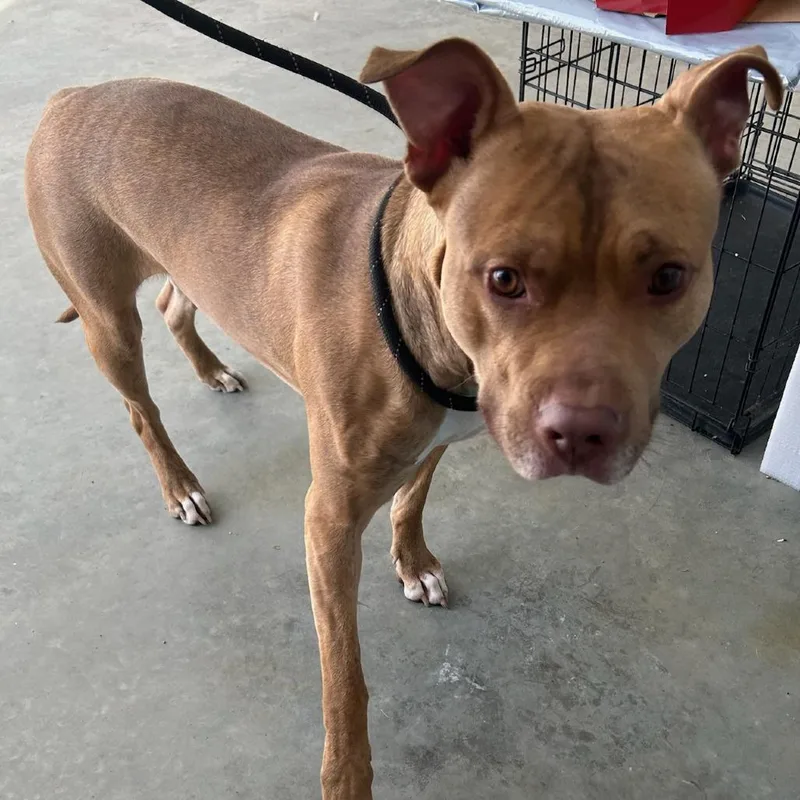 An adult medium-sized male Yellow / Tan / Blond / Fawn Pit Bull Terrier dog named Turbo for adoption in Belleville, IL
