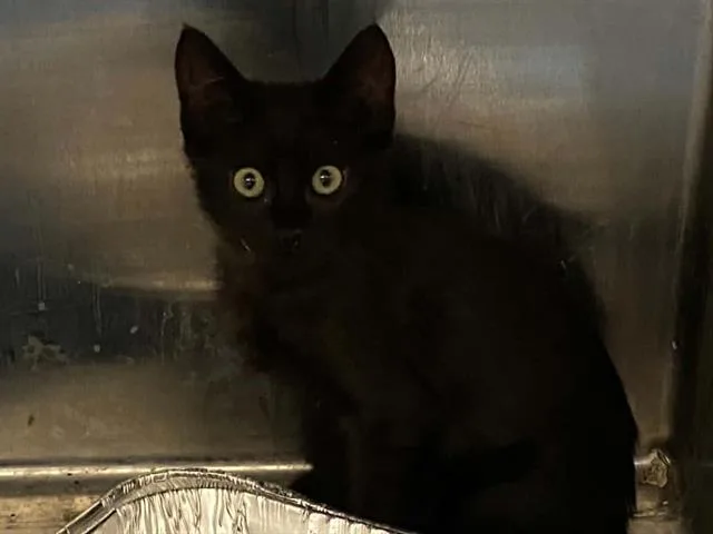 A baby small-sized female Domestic Short Hair cat named Haley for adoption in Tustin, CA