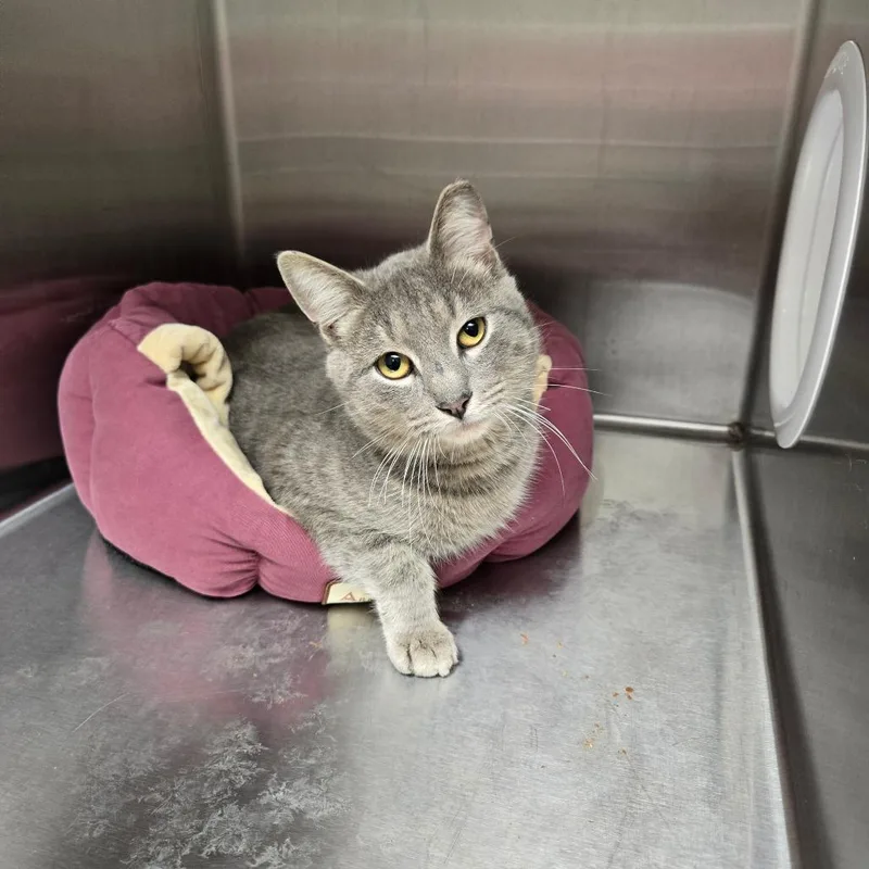 An adult medium-sized male Gray / Blue / Silver Domestic Short Hair cat named Charmed for adoption in East Smithfield , PA