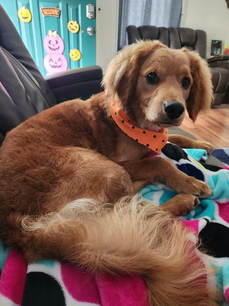 An adult medium-sized male Golden Retriever dog named Buddy for adoption in Georgetown, KY