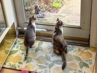 Peanut & Mango BONDED thumbnail 3