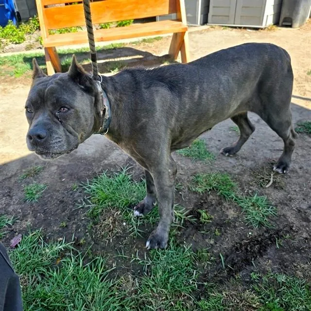 An adult extra large-sized female Cane Corso dog named Georgina for adoption in Long Beach, CA